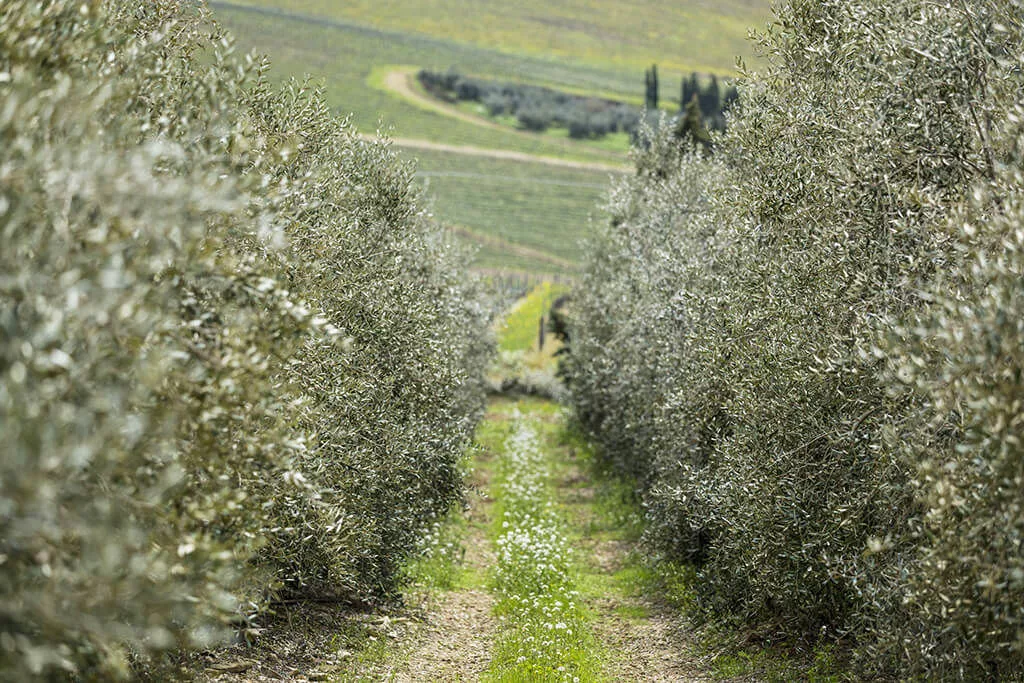 Uliveti Frescobaldi